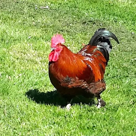 Apartmán Bodensee Wangener Strasse Neukirch (Tubingen)