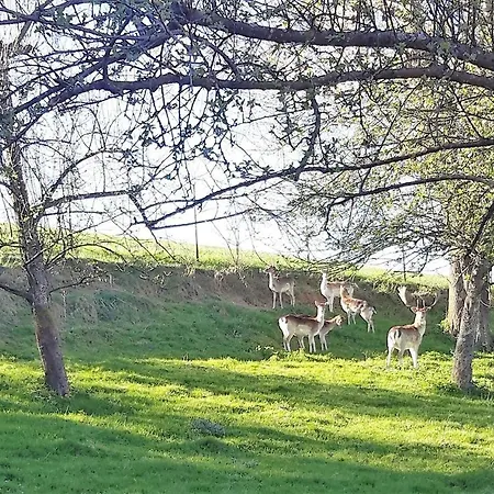 Bodensee Wangener Strasse Apartmán