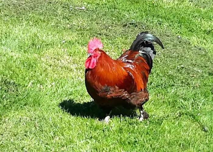 Appartamento Bodensee Wangener Strasse Neukirch (Tubingen)