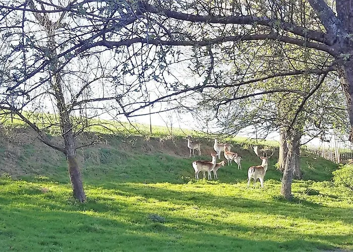 Bodensee Wangener Strasse Appartamento